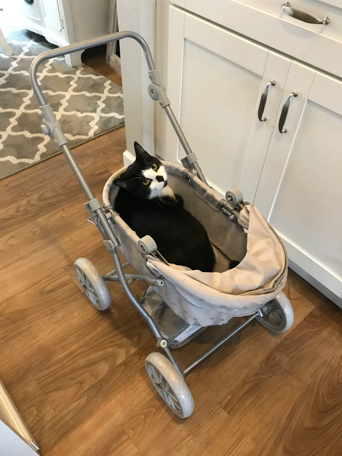 Lost cat in Bonney Lake, WA, 98391