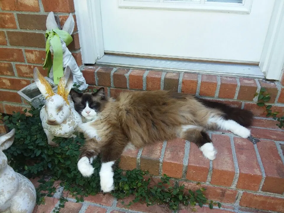 Lost cat in Charleston, SC, 29414