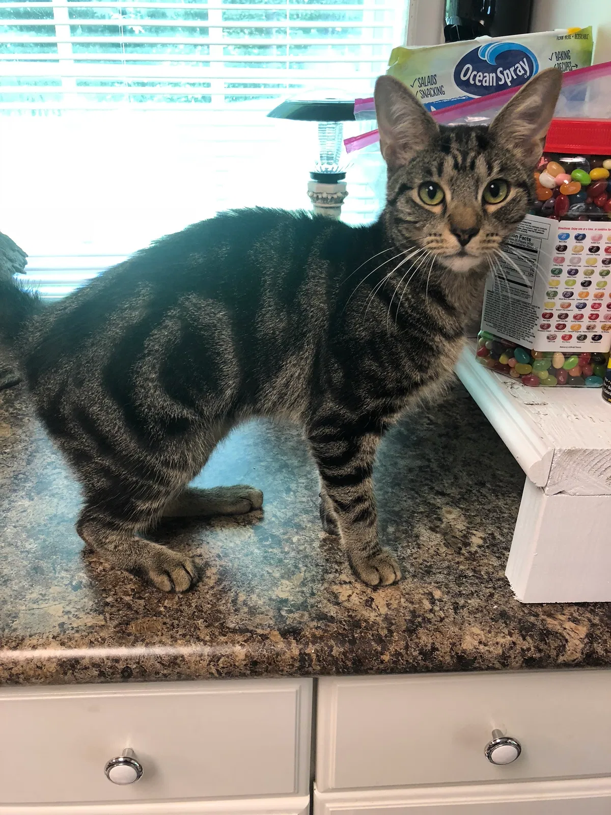 Lost cat in Duncan, SC, 29334
