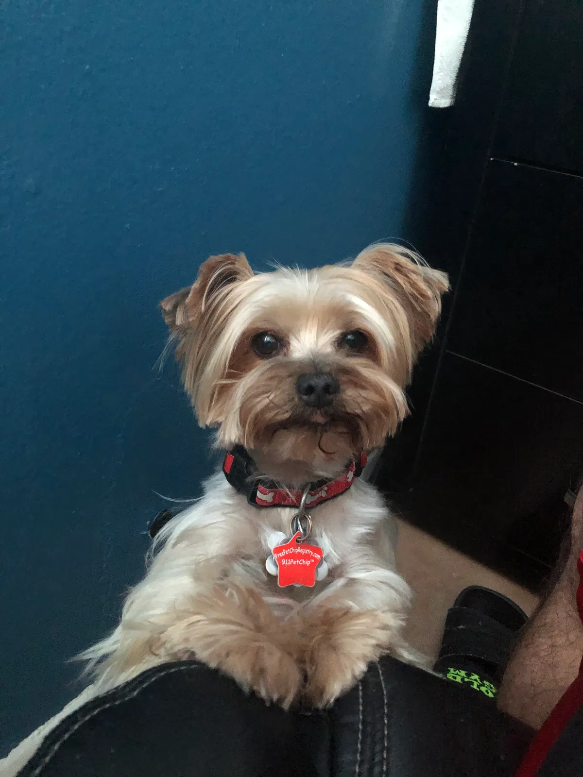 Lost dog in El Paso, TX, 79924
