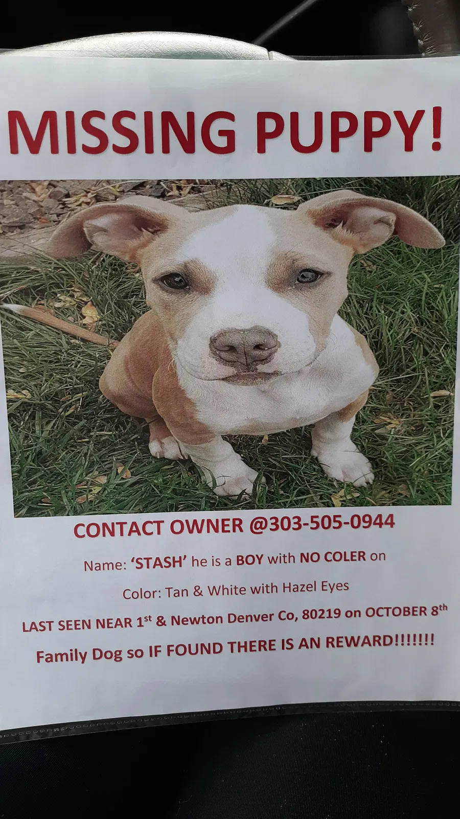 Lost dog in Denver, CO, 80219