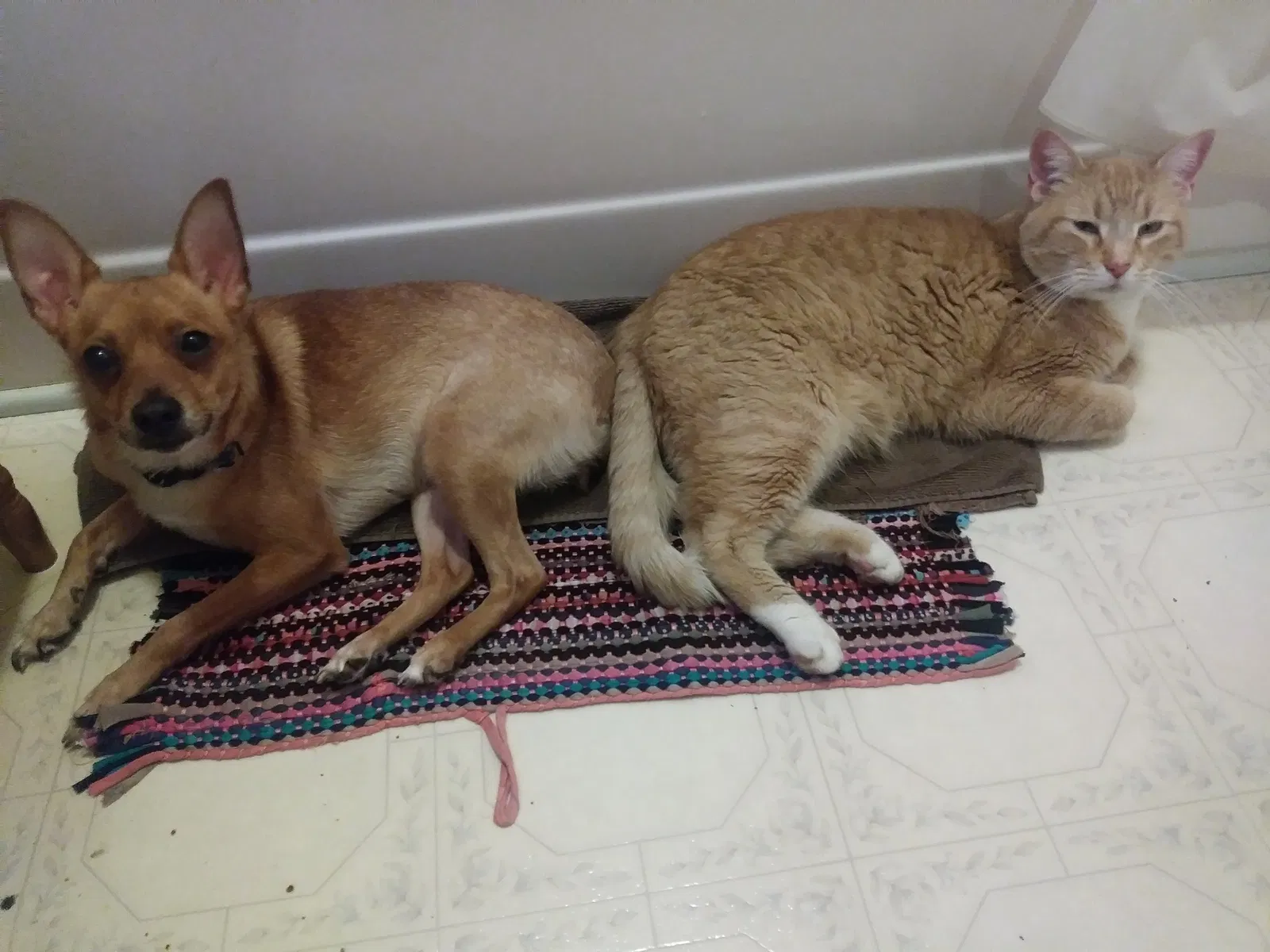 Lost dog in Mount Morris, MI, 48458