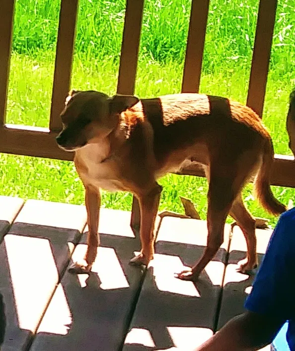 Lost dog in Mount Morris, MI, 48458