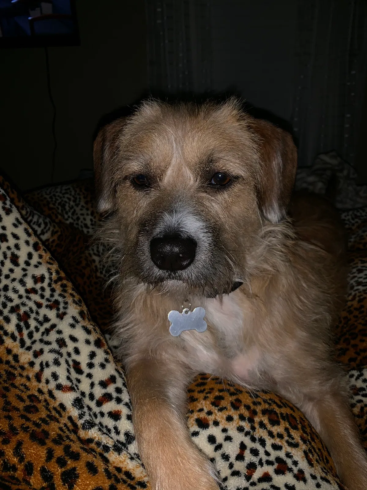 Lost dog in Pittsburg, CA, 94565