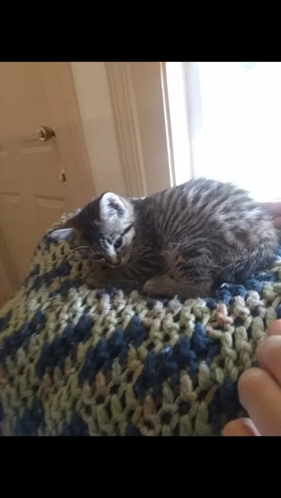 Lost cat in Spokane, WA, 99205