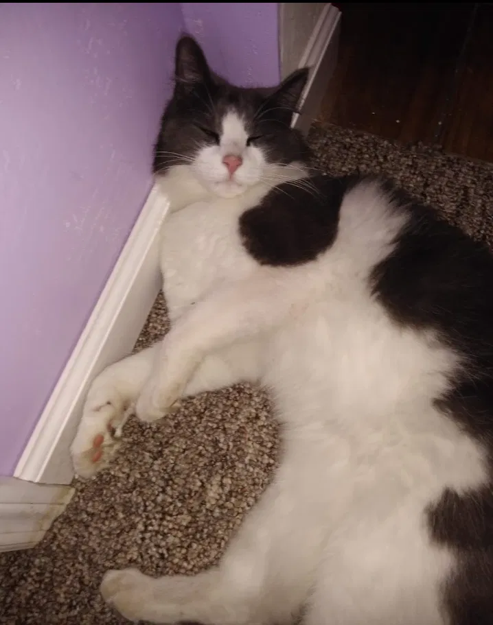 Lost cat in Gainesville, FL, 32608