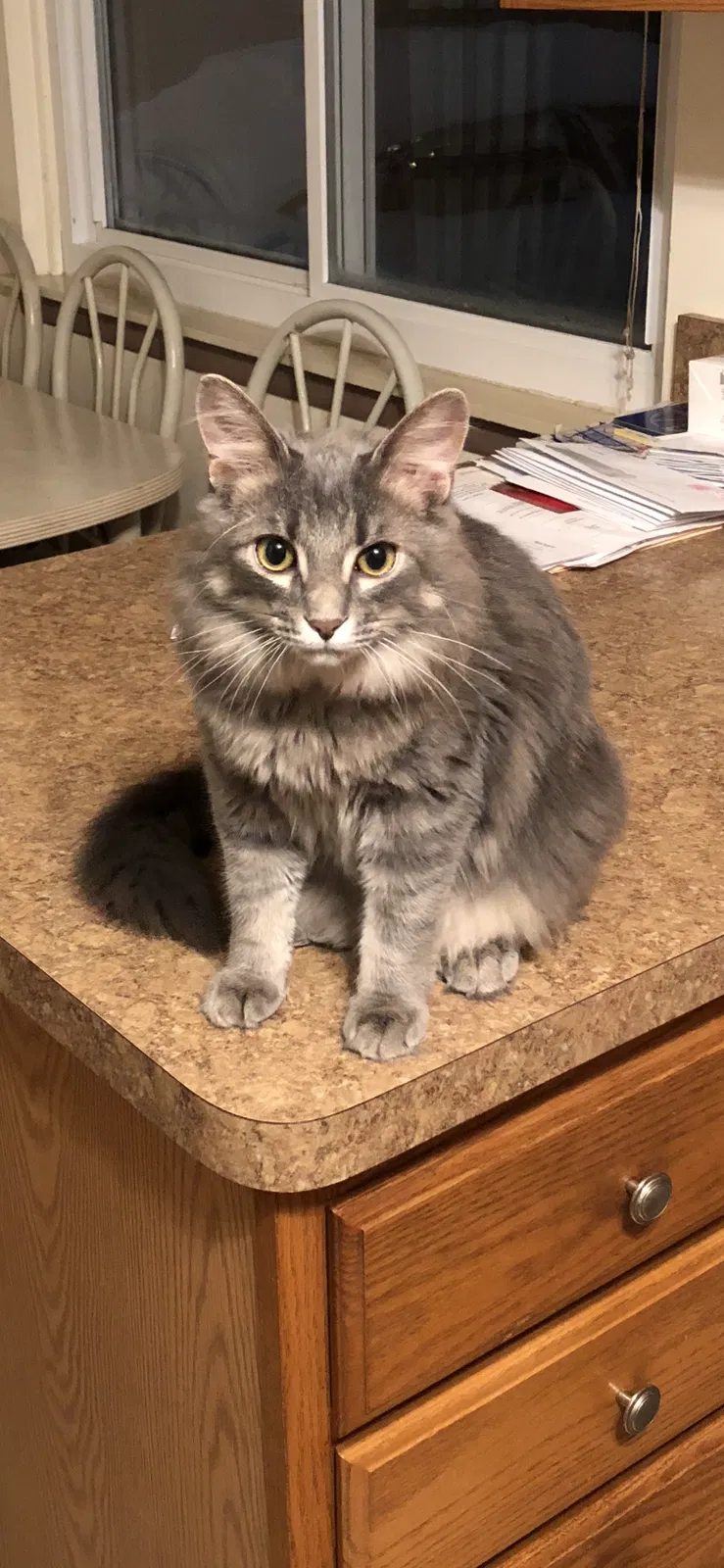 Lost cat in Warren, MI, 48089