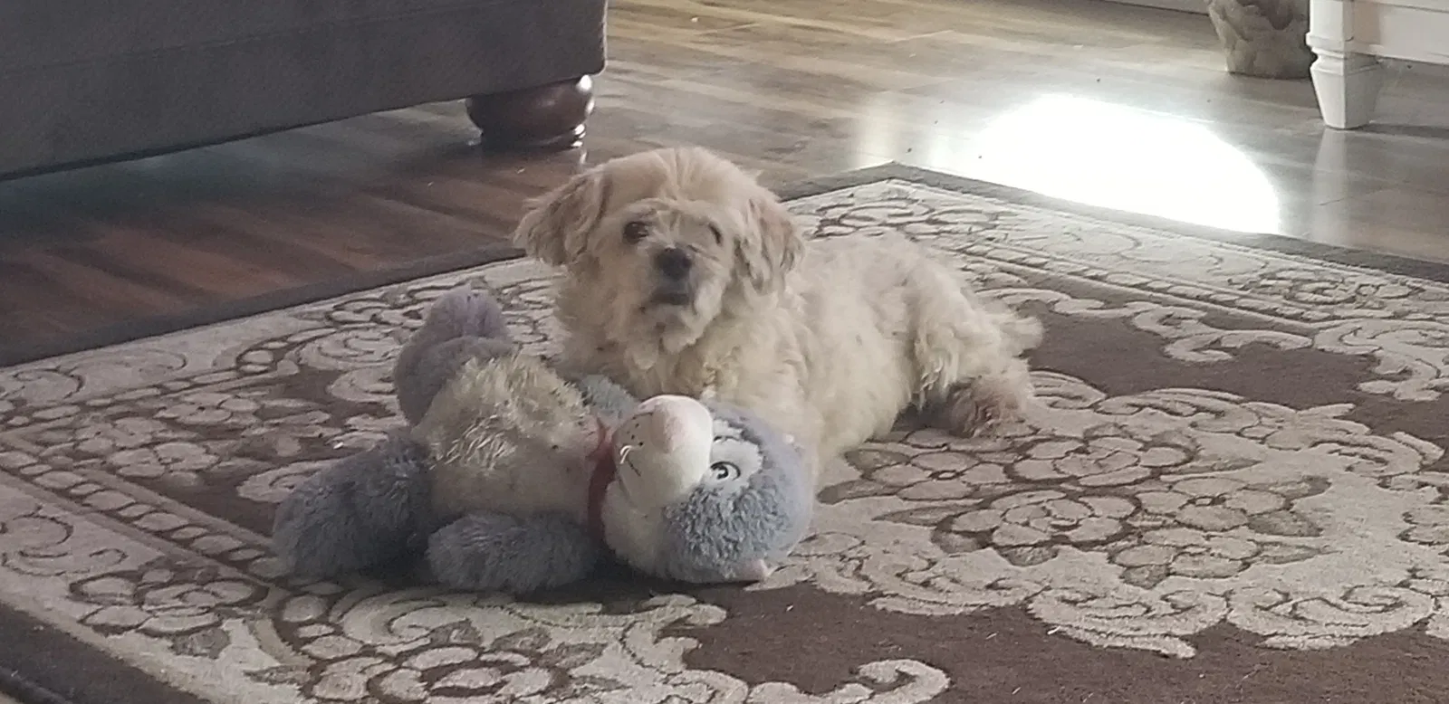 Lost dog in Killeen, TX, 76549
