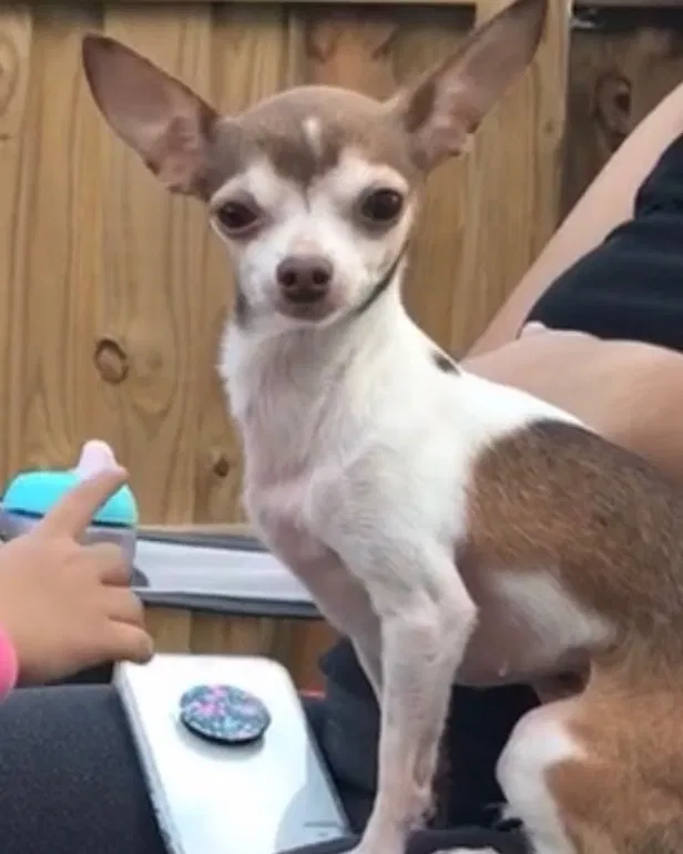Lost dog in Homestead, FL, 33033
