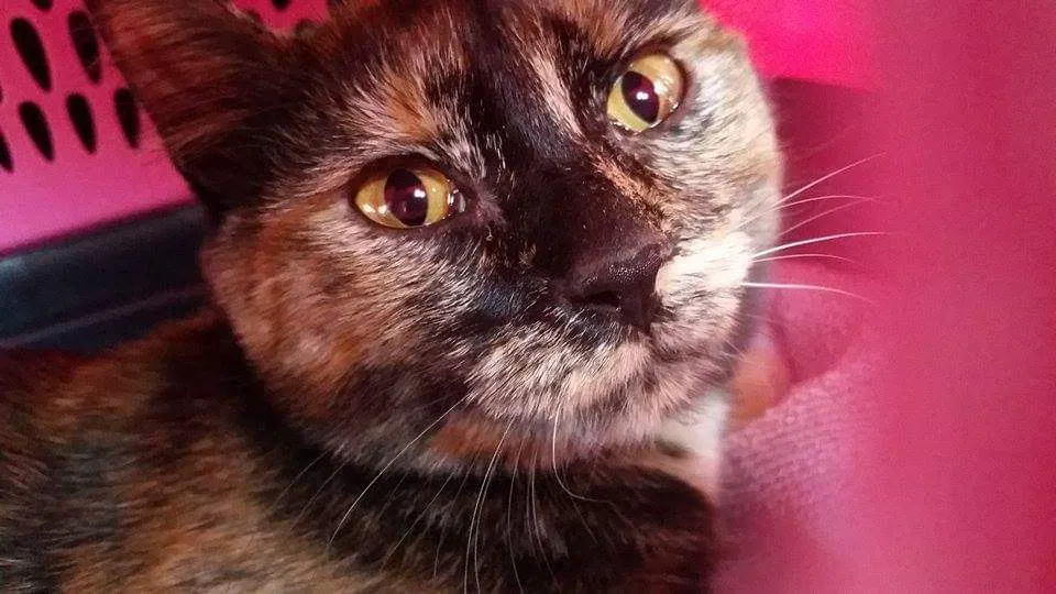 Lost cat in Downingtown, PA, 19335