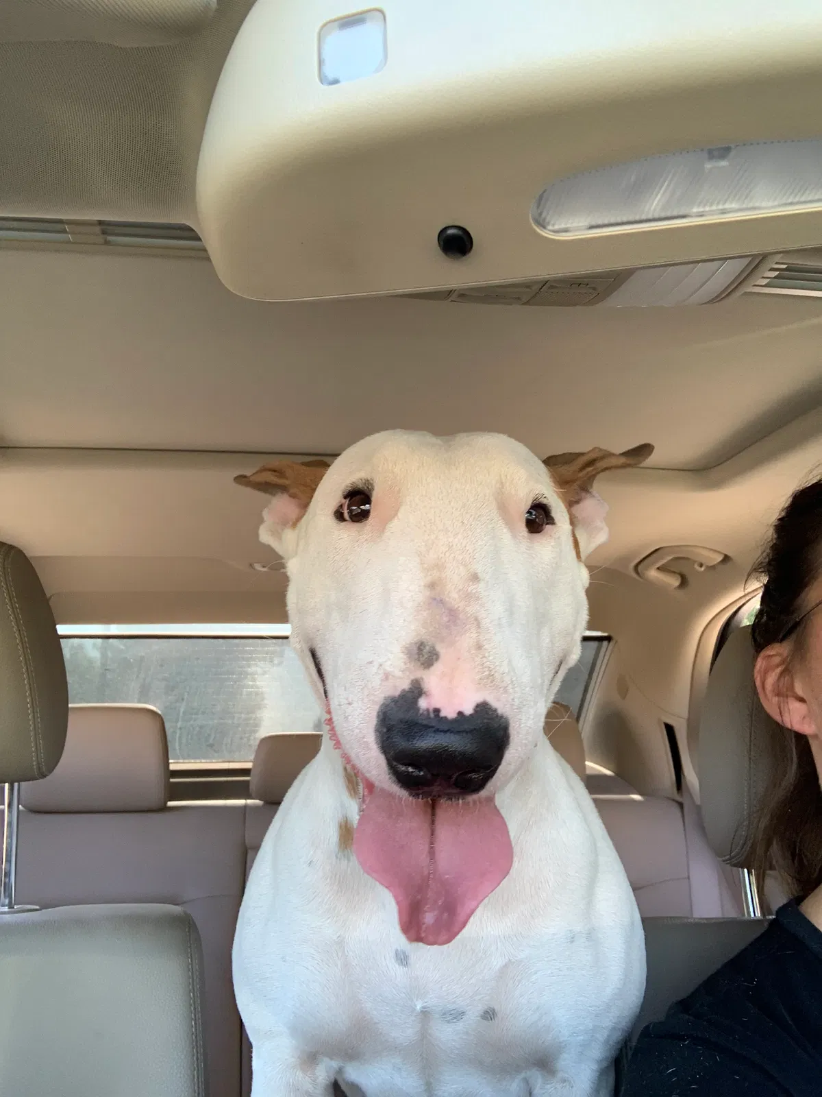 Lost dog in Santa Teresa, NM, 88008