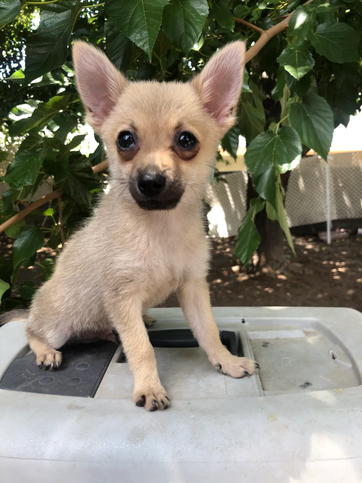 Lost dog in Las Cruces, NM, 88001