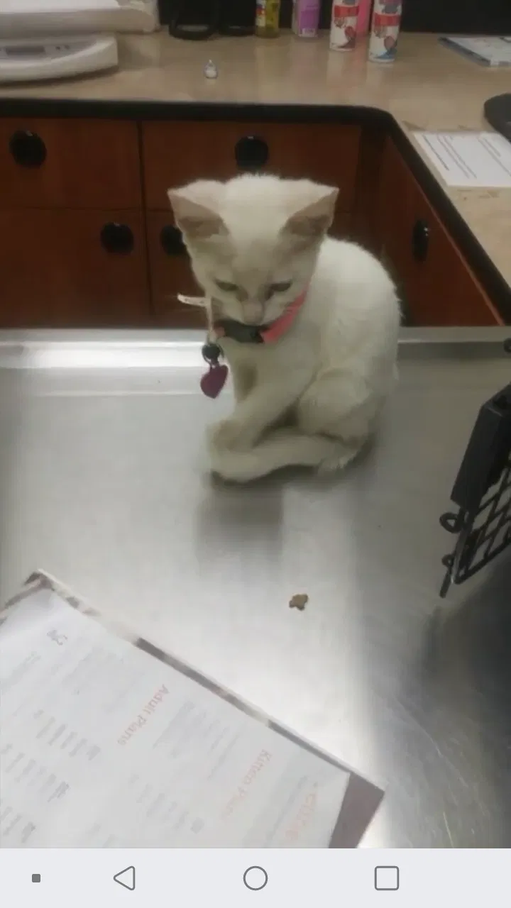 Lost cat in Waco, TX, 76708