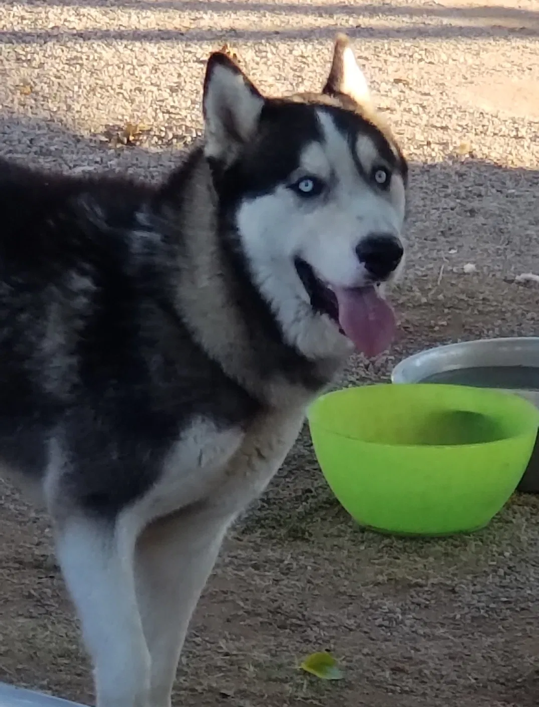 Lost dog in Tucson, AZ, 85706