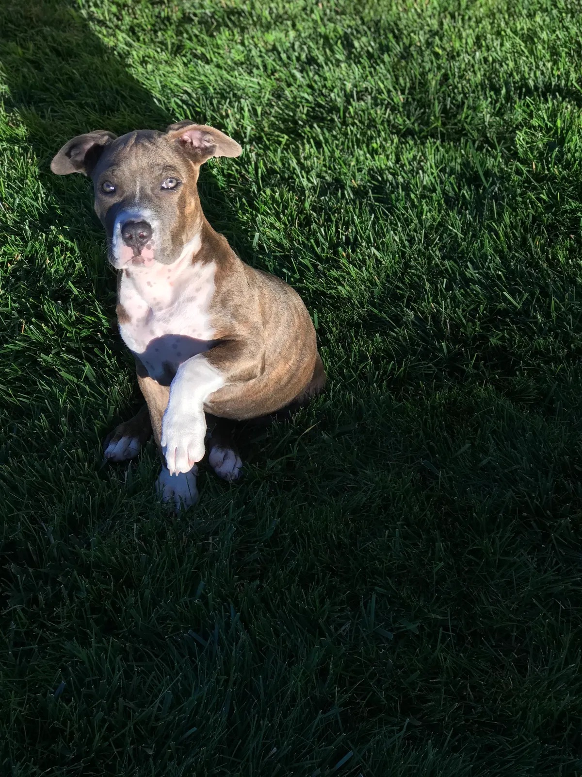 Lost dog in Sunnyside, WA, 98944