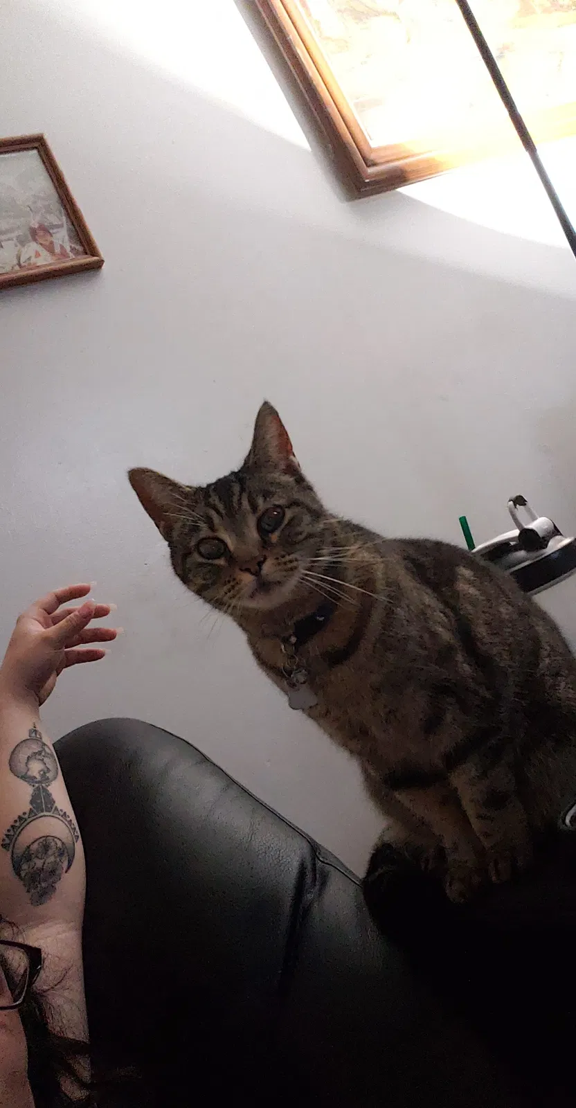 Lost cat in Bellflower, CA, 90706