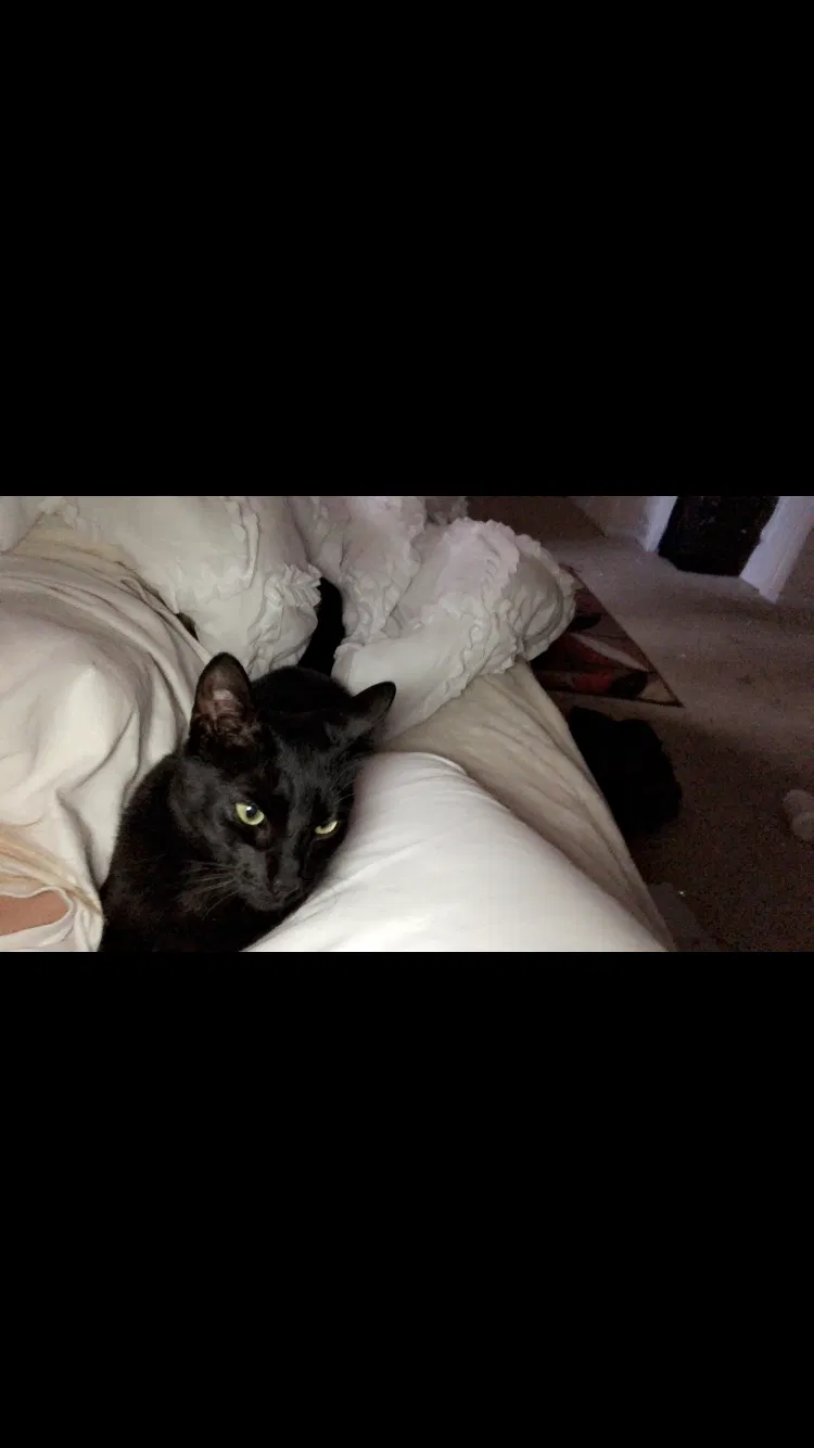 Lost cat in Parker, CO, 80134