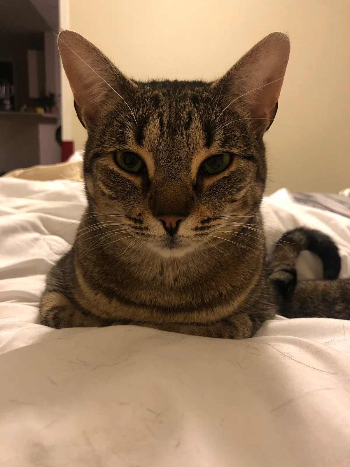Lost cat in Simpsonville, SC, 29680