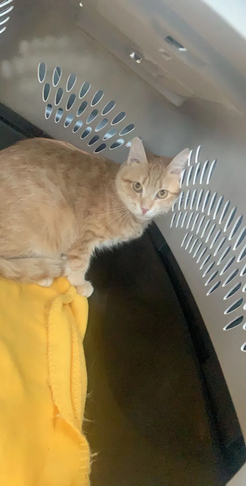 Lost cat in Medford, OR, 97501