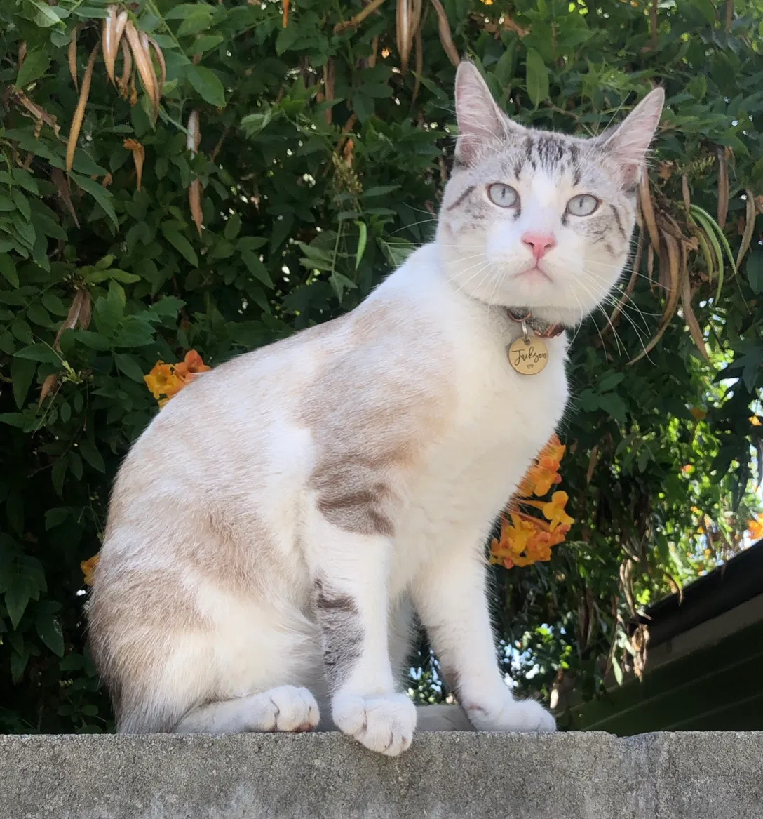 Lost cat in Pasadena, CA, 91104