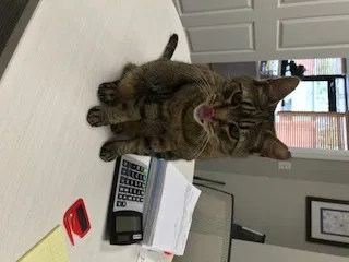 Lost cat in Wilmington, NC, 28405