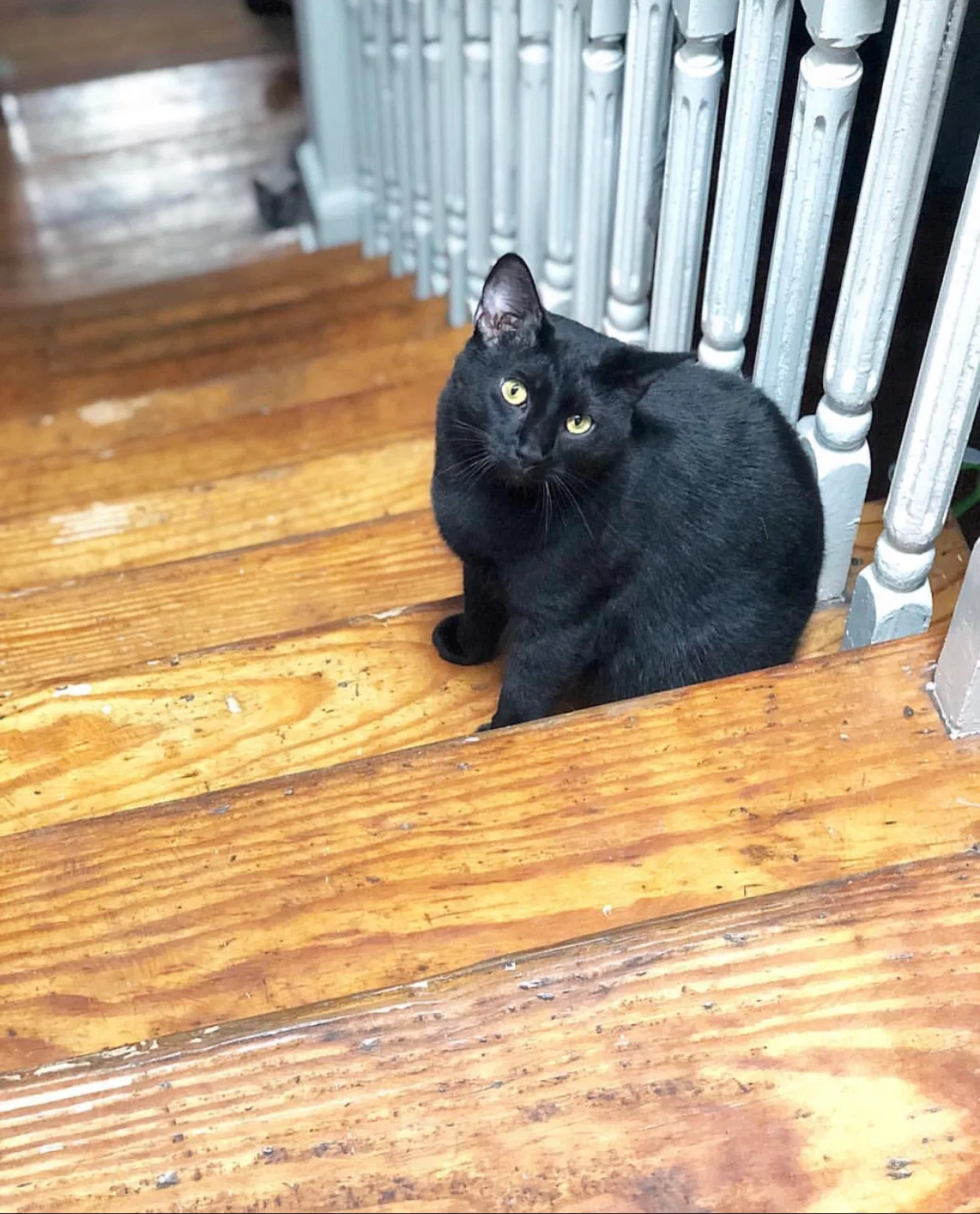 Lost cat in Covington, KY, 41014