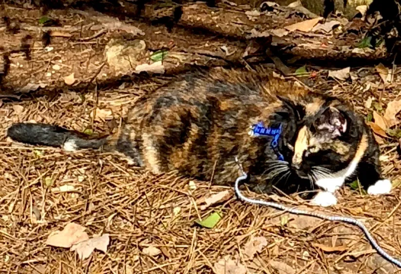 Lost cat in Greenville, SC, 29605