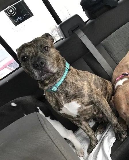 Lost dog in Katy, TX, 77493