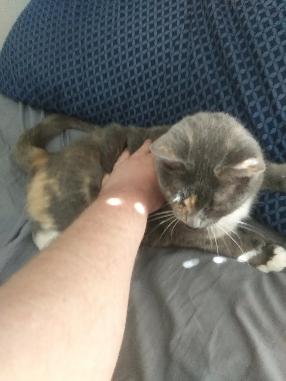 Lost cat in Cresson, TX, 76035