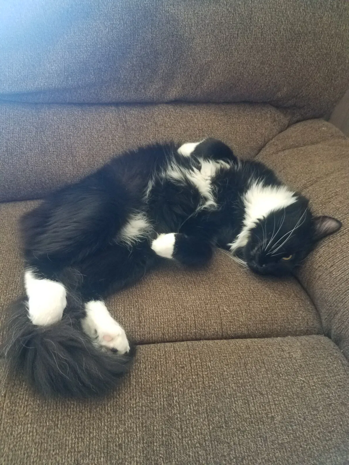 Lost cat in Yakima, WA, 98908