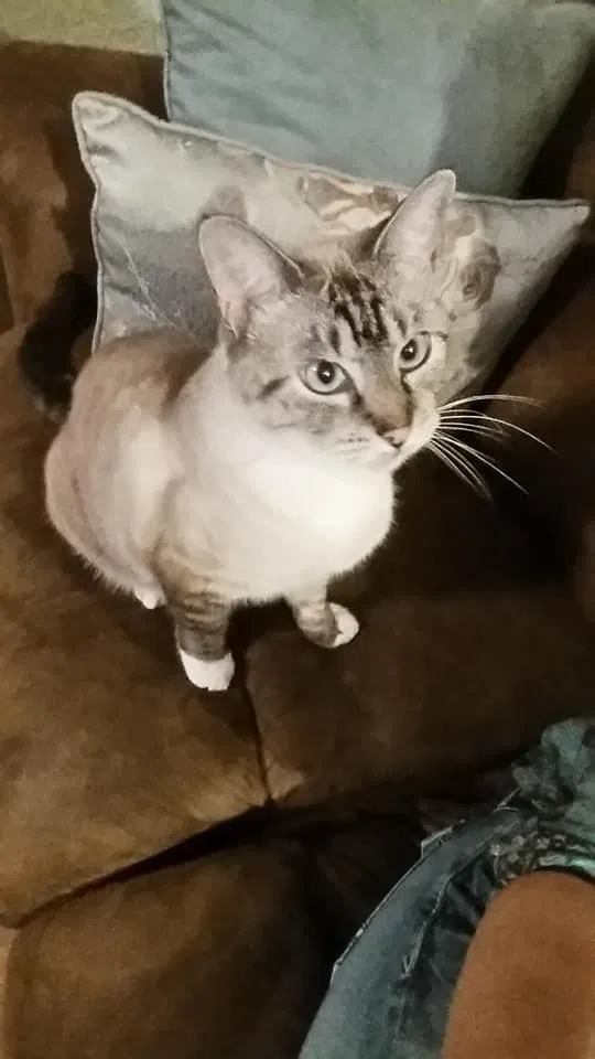 Lost cat in Decatur, TX, 76234