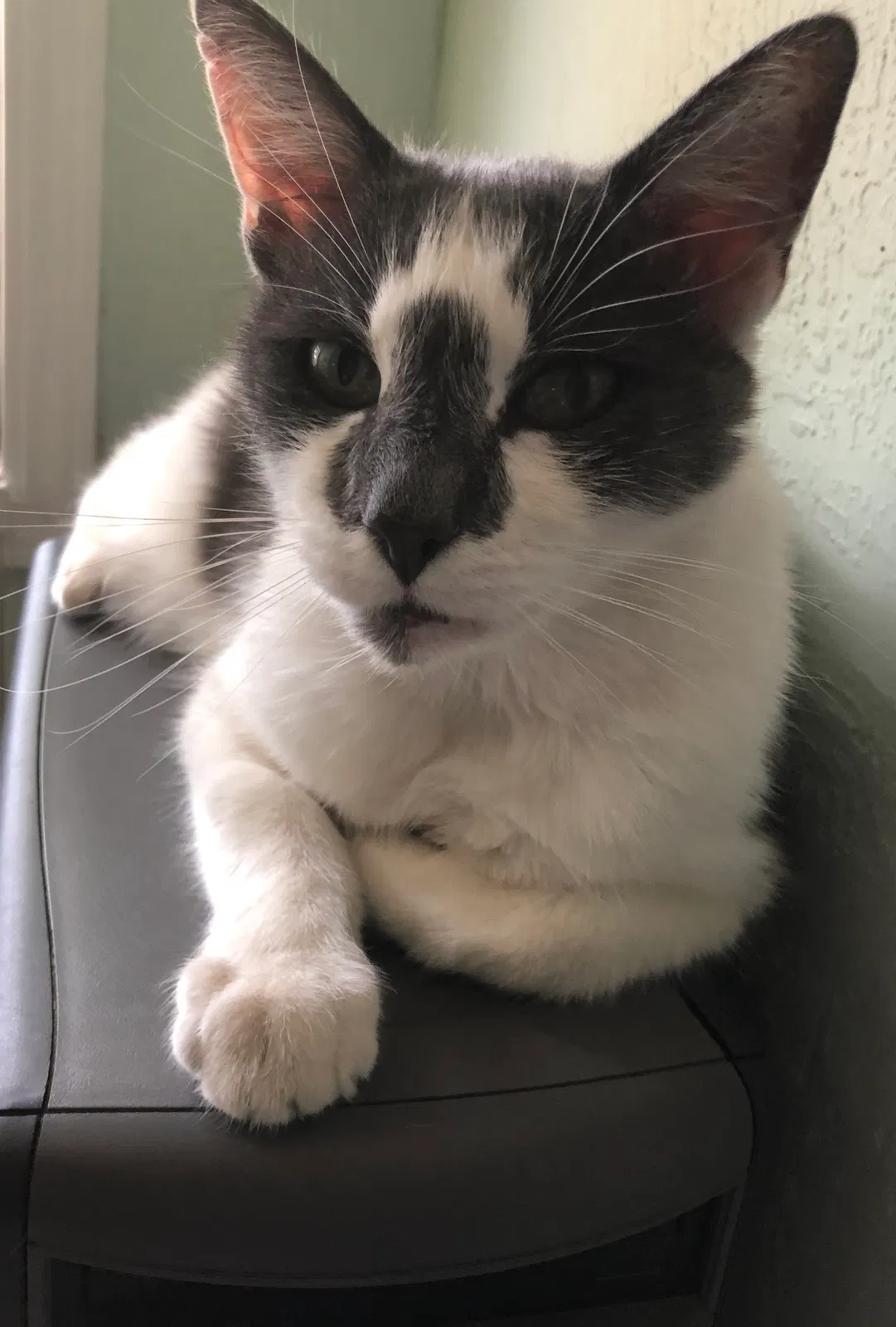Lost cat in Sacramento, CA, 95825
