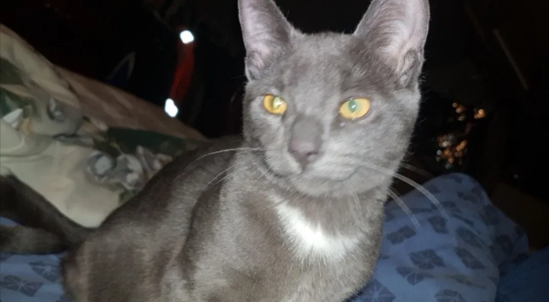 Lost cat in Unknown, AL, 0