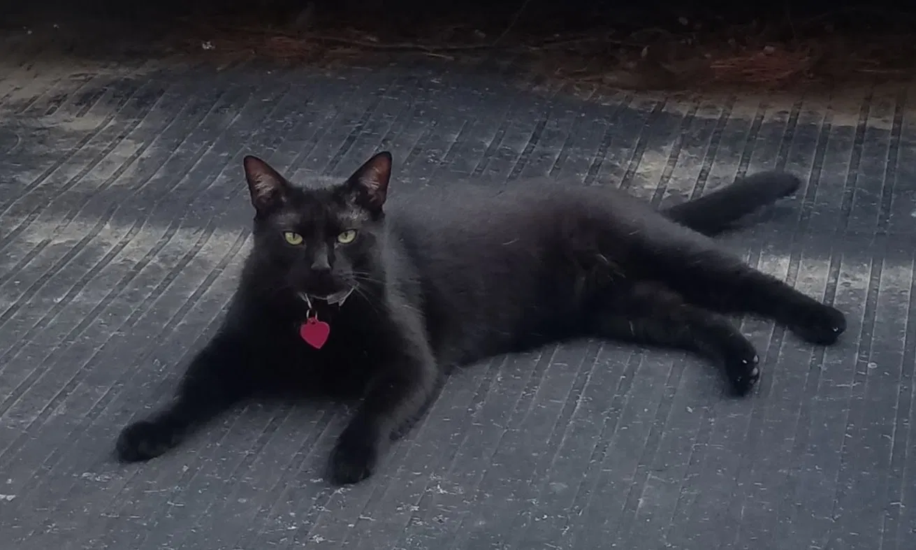 Lost cat in Kansas City, MO, 64154
