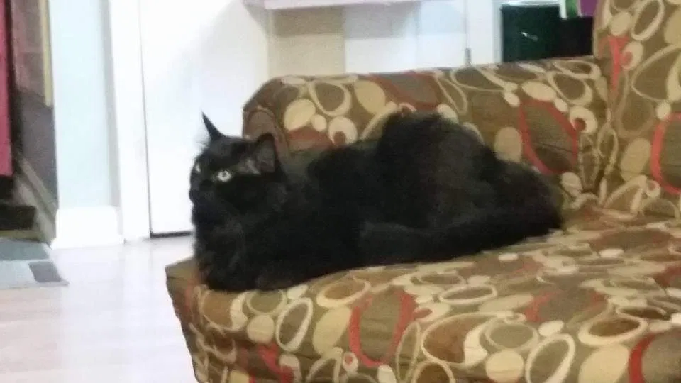 Lost cat in Saint Paul, MN, 55110