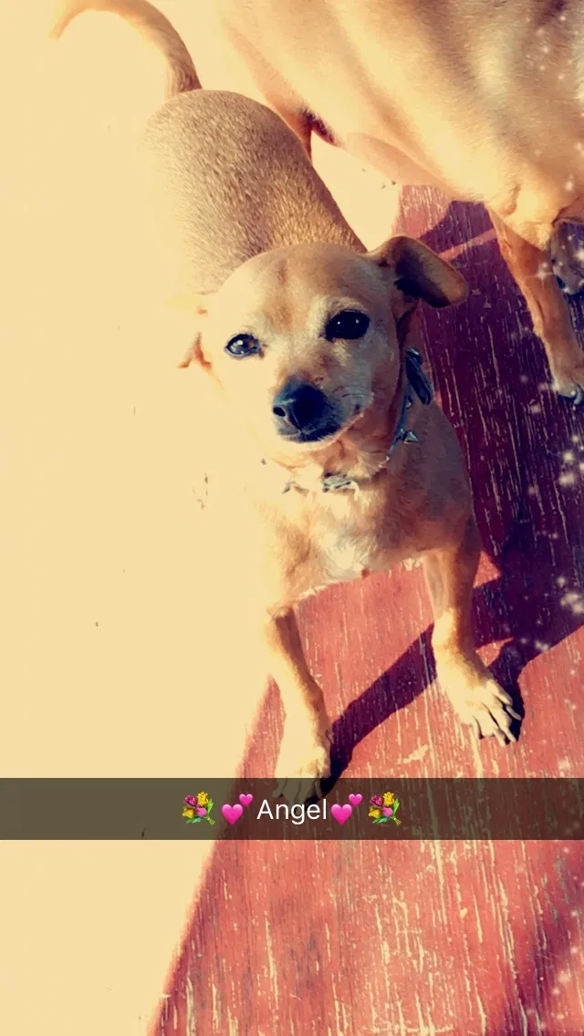 Lost dog in Tucson, AZ, 85706