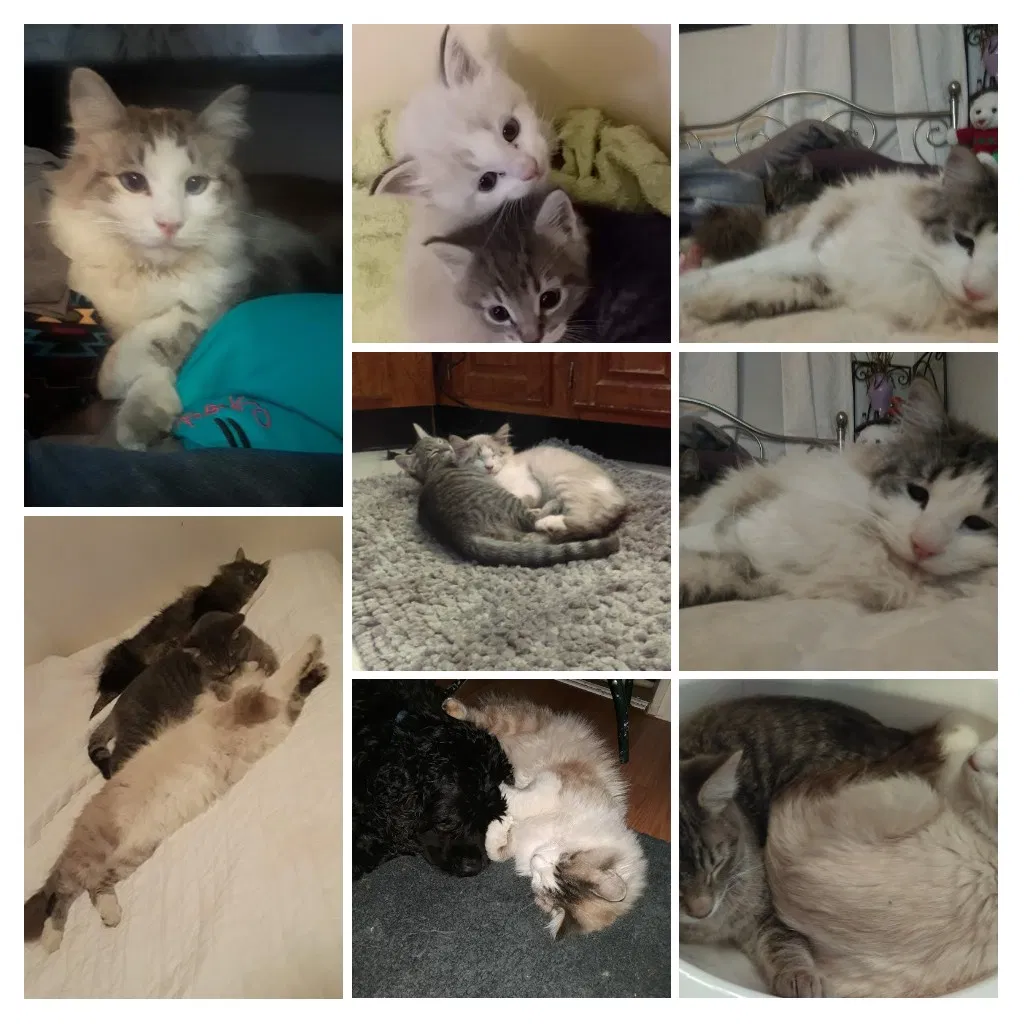 Lost cat in Laporte, CO, 80535
