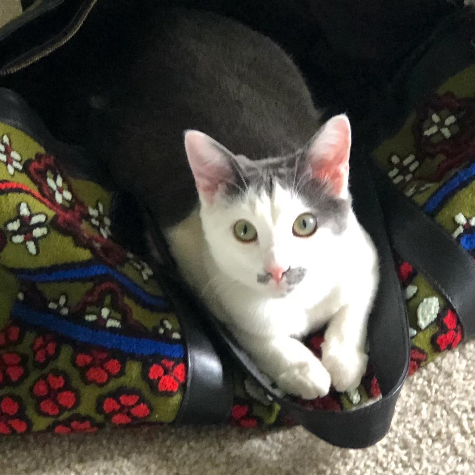 Lost cat in Knoxville, TN, 37931