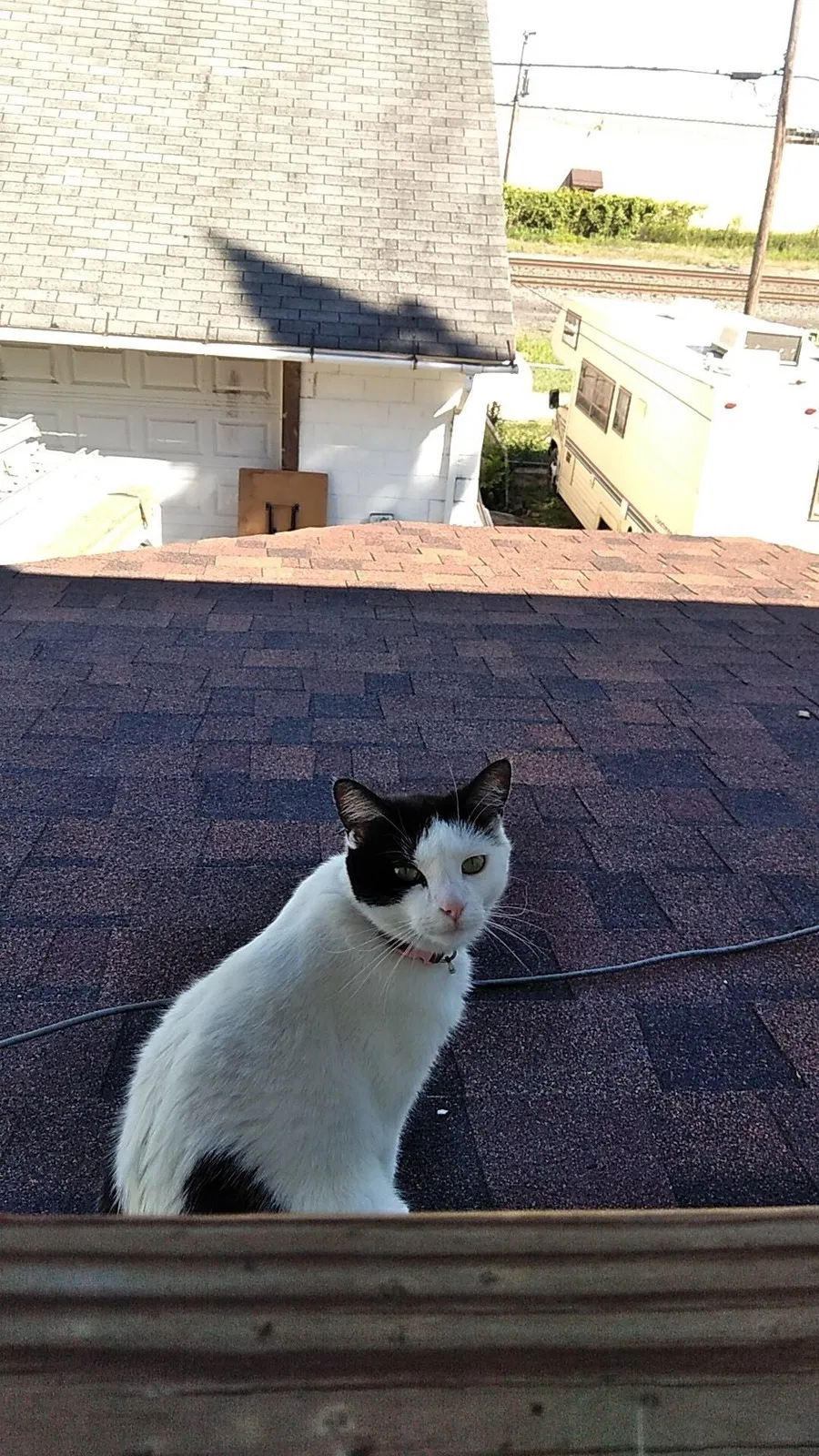 Lost cat in Toledo, OH, 43605
