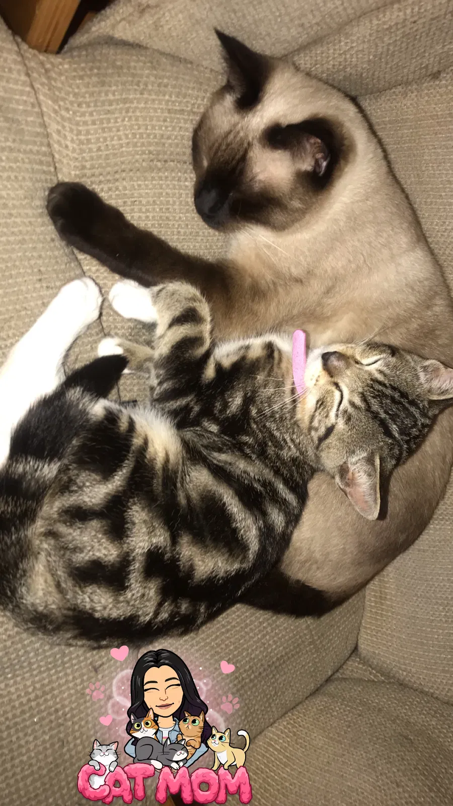 Lost cat in Salinas, CA, 93905