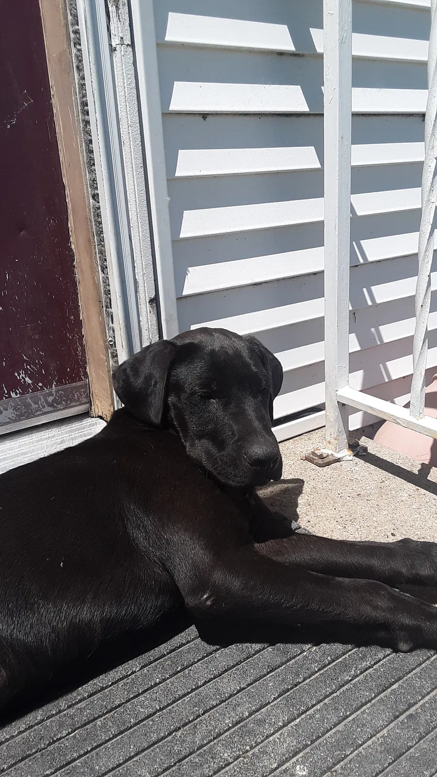 Lost dog in Unknown, IA, 15802