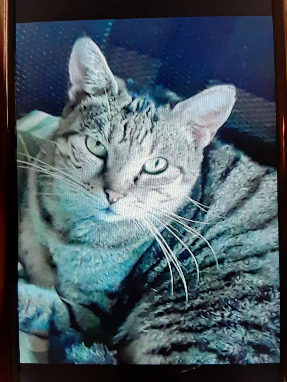 Lost cat in Inverness, FL, 34452