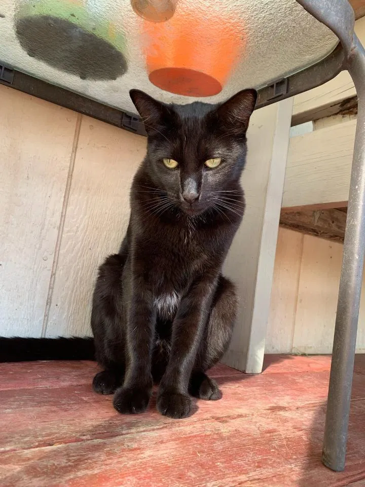 Lost cat in Eagle Point, OR, 97524