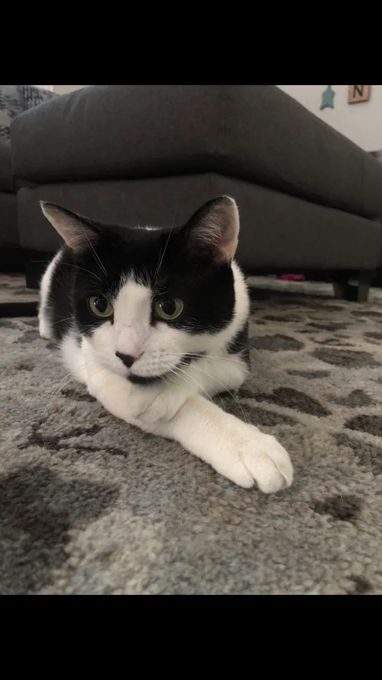 Lost cat in Temecula, CA, 92592