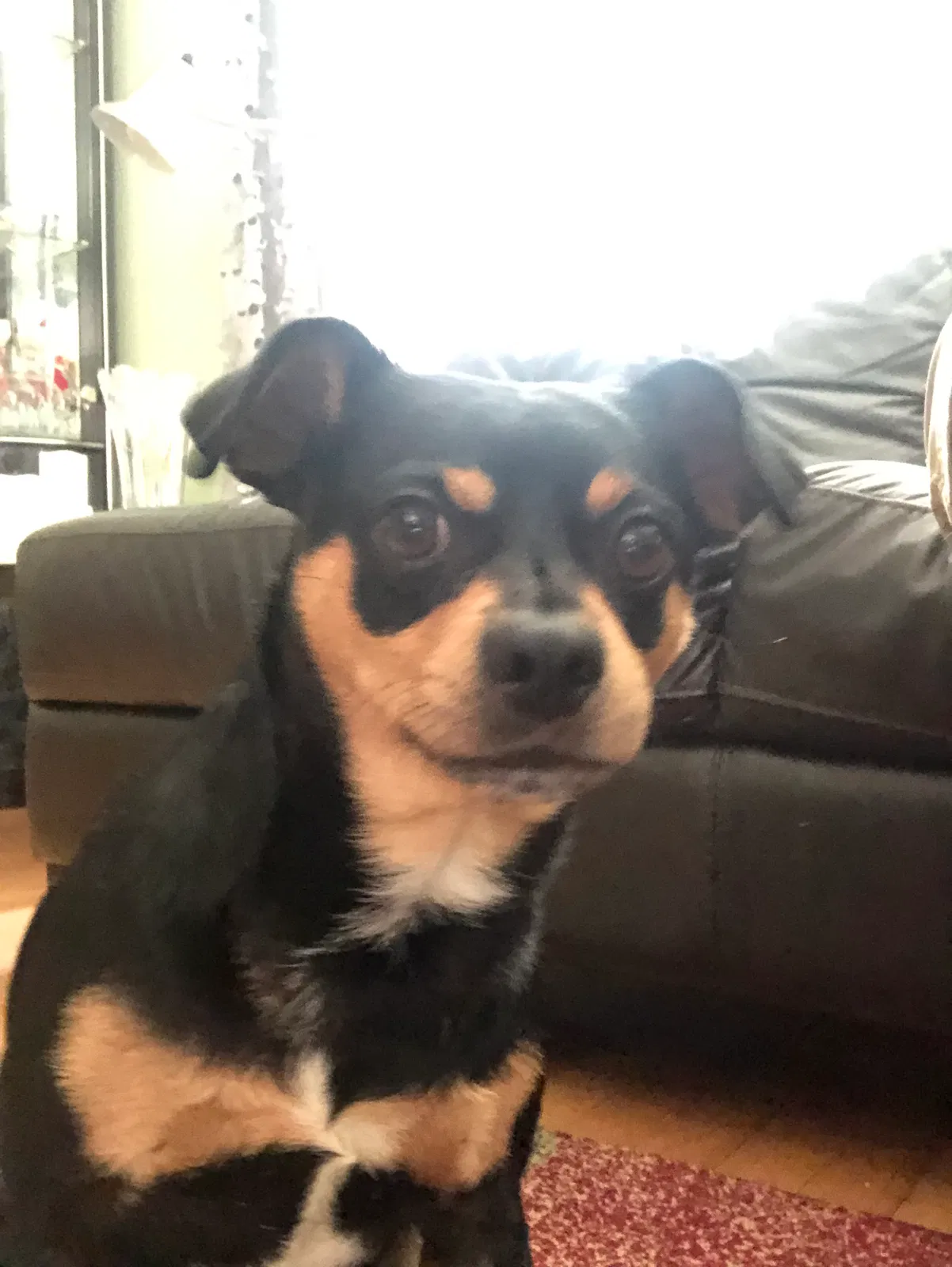 Lost dog in Chicago, IL, 60634