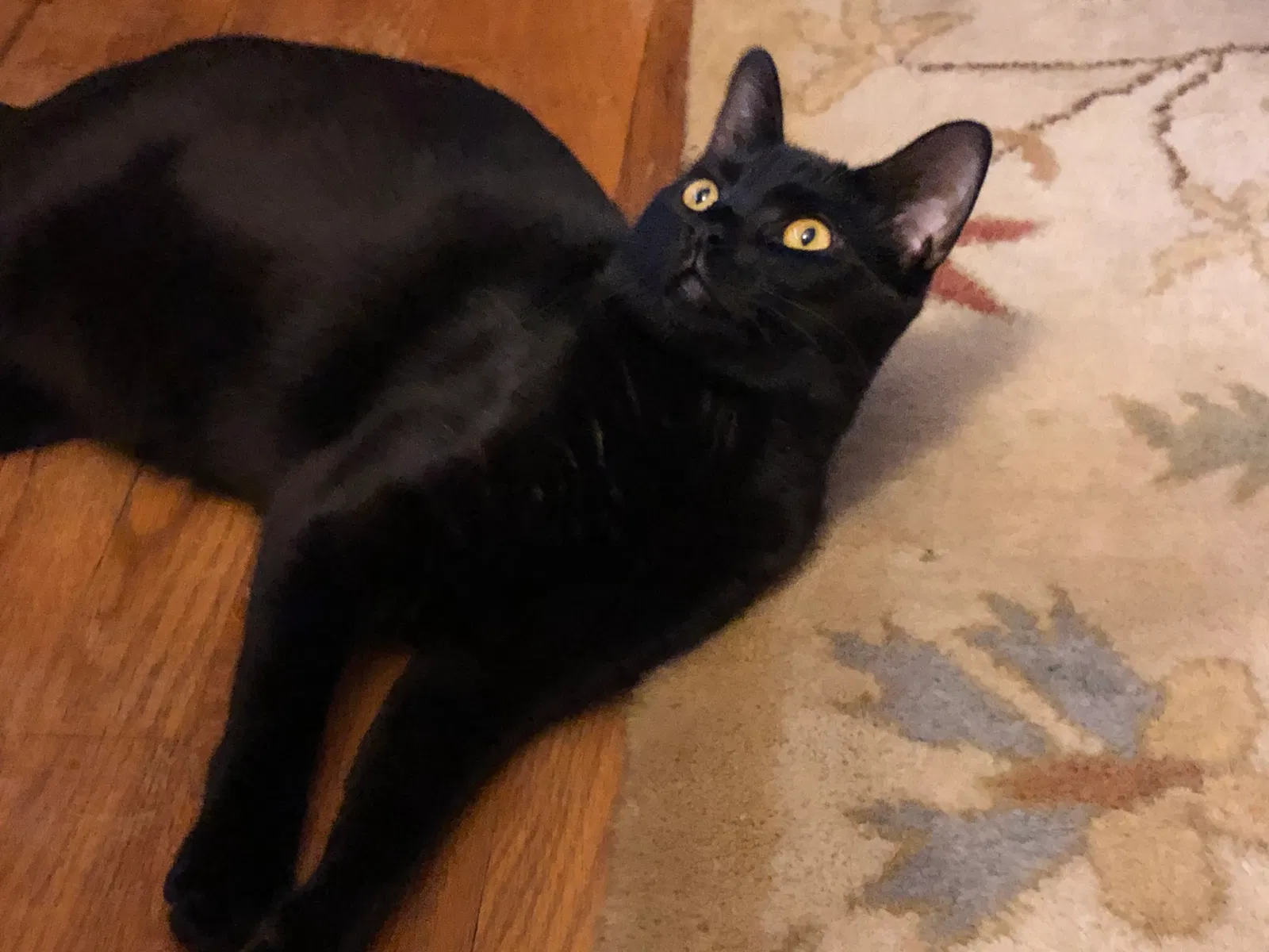 Lost cat in Des Moines, IA, 50310