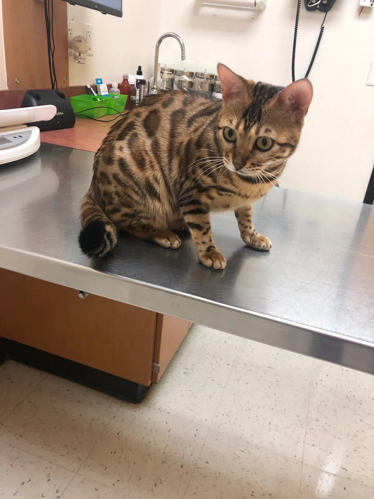 Lost cat in Osseo, MN, 55311