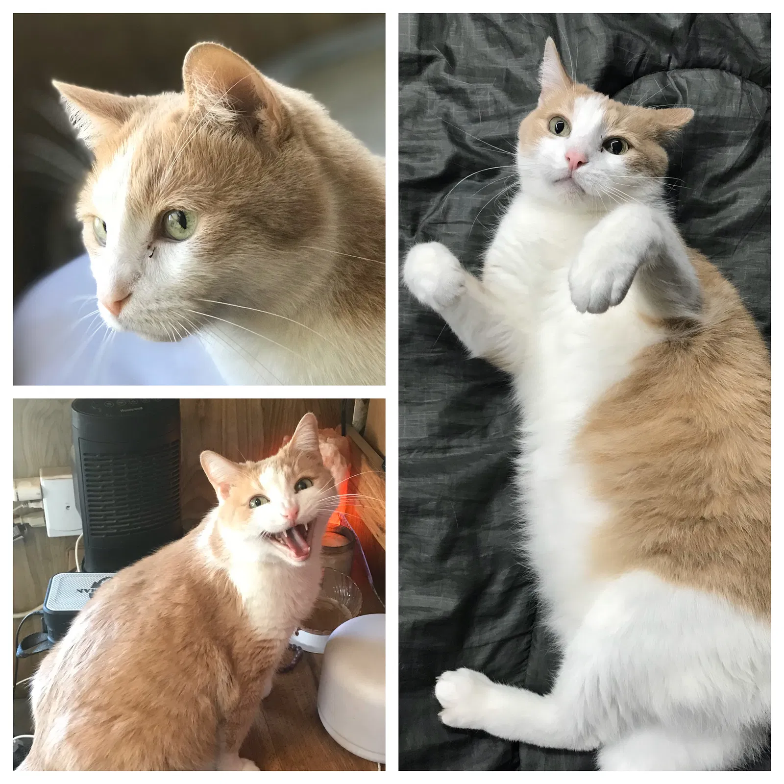 Lost cat in Jamul, CA, 91935