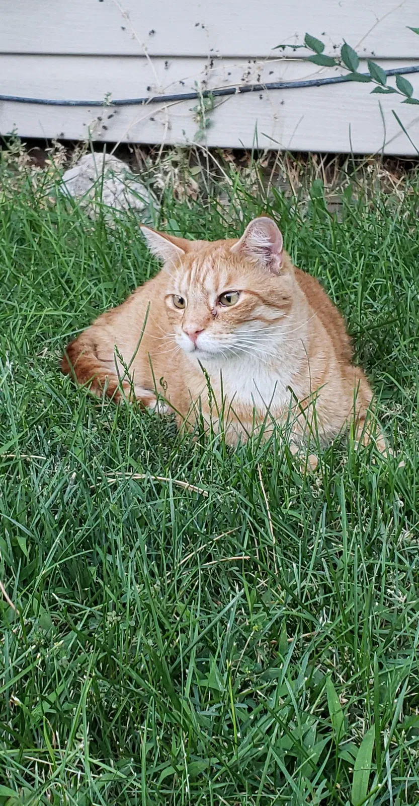 Lost cat in Salt Lake City, UT, 84128