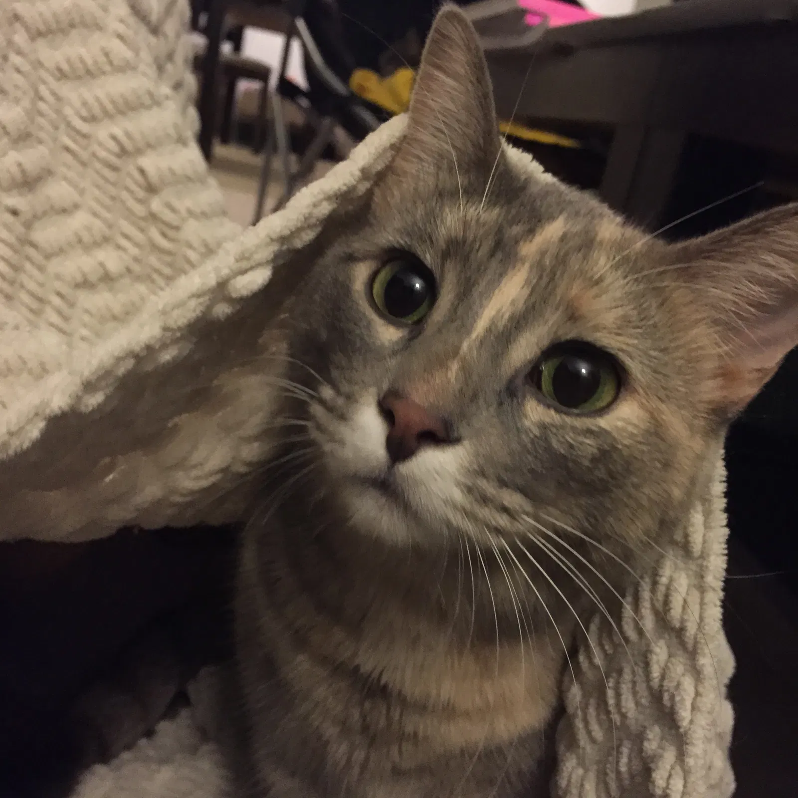 Lost cat in Kalamazoo, MI, 49009